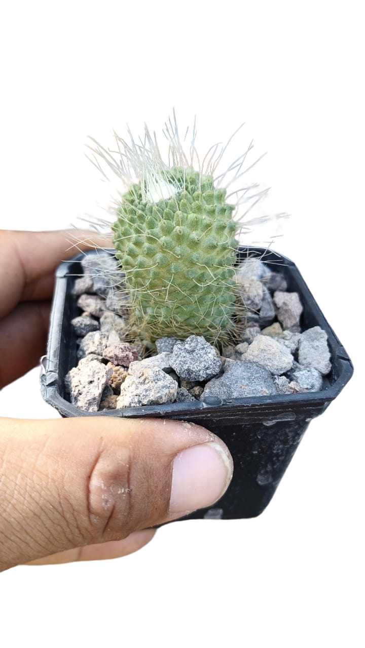Cactus exótico Mammillaria unpico (2 pulgadas)