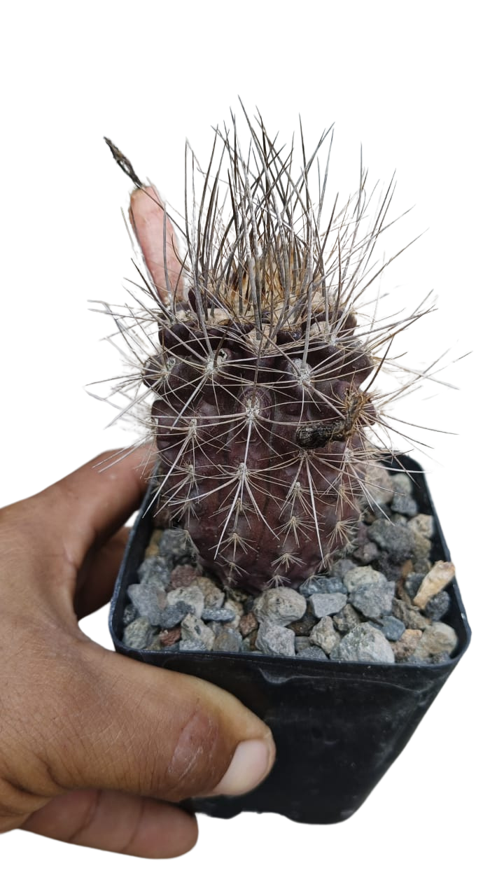 Cactus exótico Eriosise villosa (2 pulgadas)