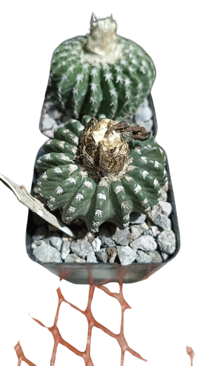 Cactus exótico Discocactus horstii (2 pulgadas)