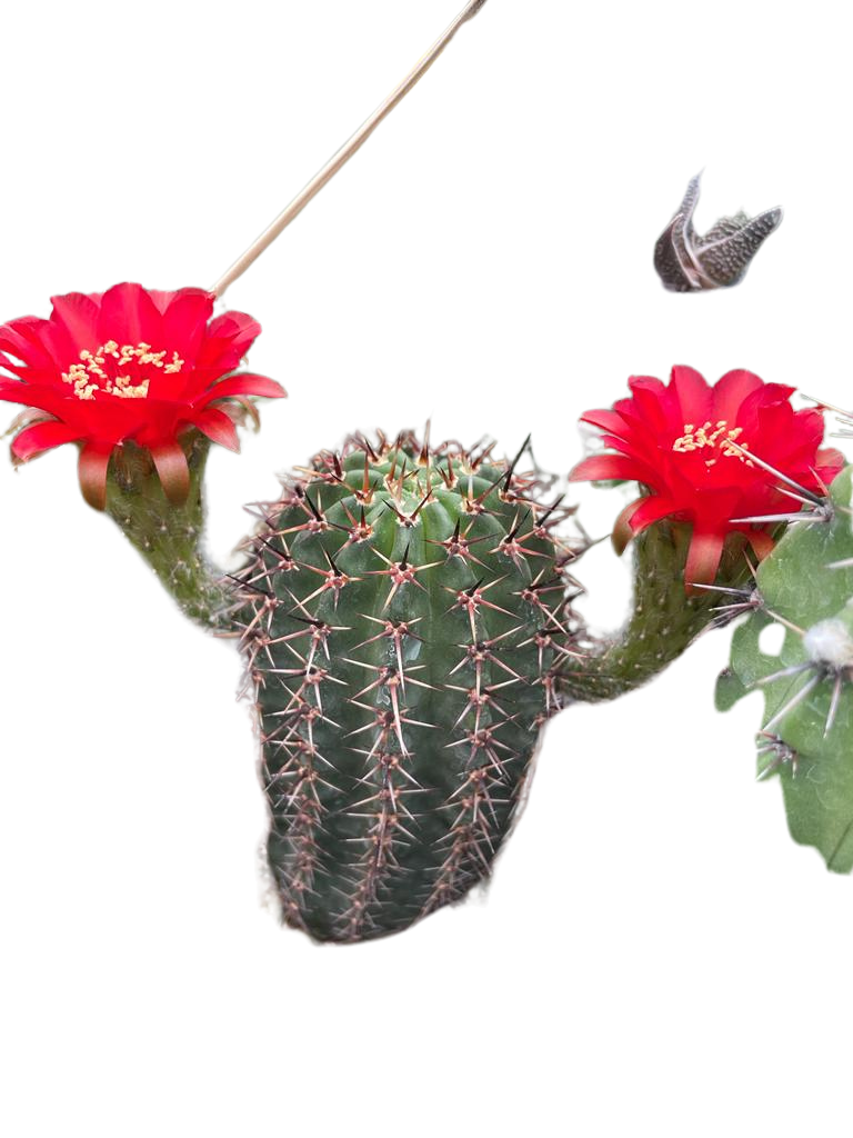 Cactus exótico Lobivia aurea flor roja (4 pulgadas)