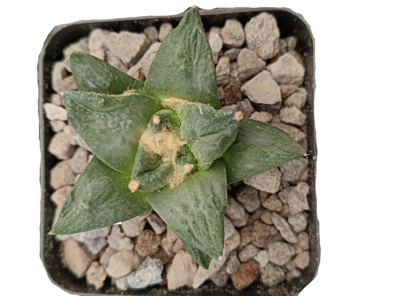 Cactus exótico Ariocarpus fissuratus (4 pulgadas)