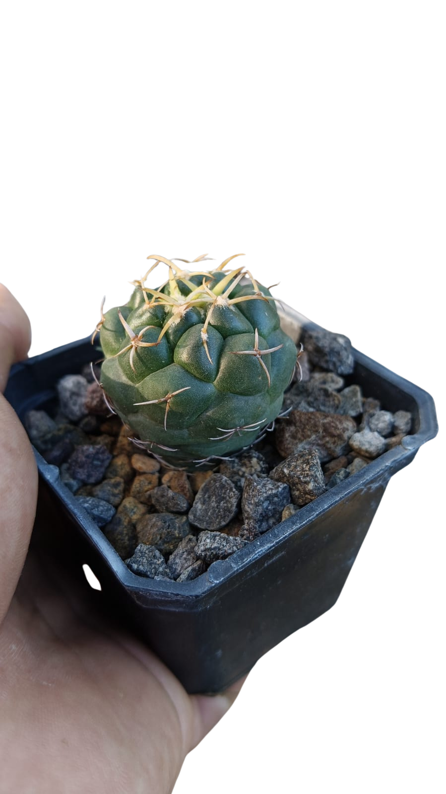 Cactus exótico Coryphantha elephantidens flor amarilla (2 pulgadas)