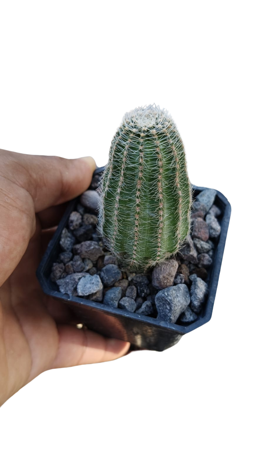 Cactus exótico Lobivia haemanthantha flor roja (2 pulgadas)