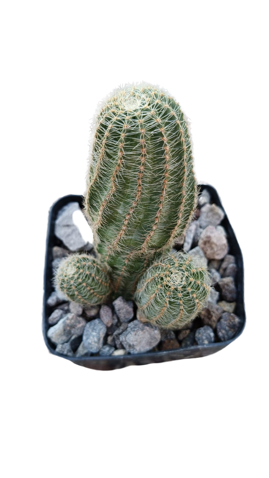 Cactus exótico Lobivia haemanthantha flor roja (4 pulgadas)