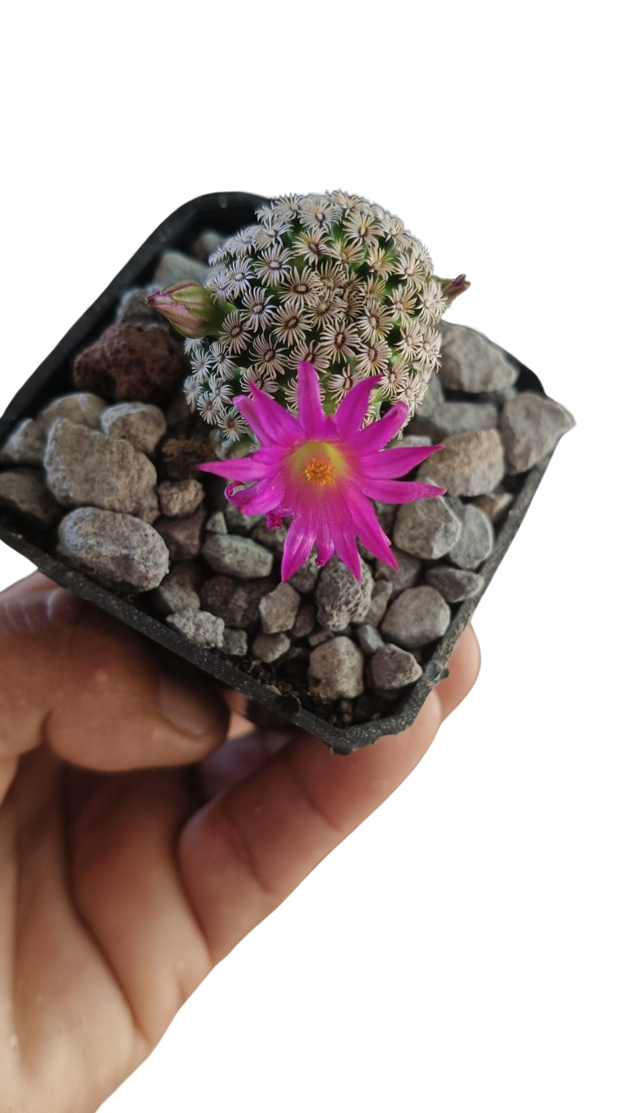 Cactus exótico Mammillaria hernandezii (2 pulgadas)