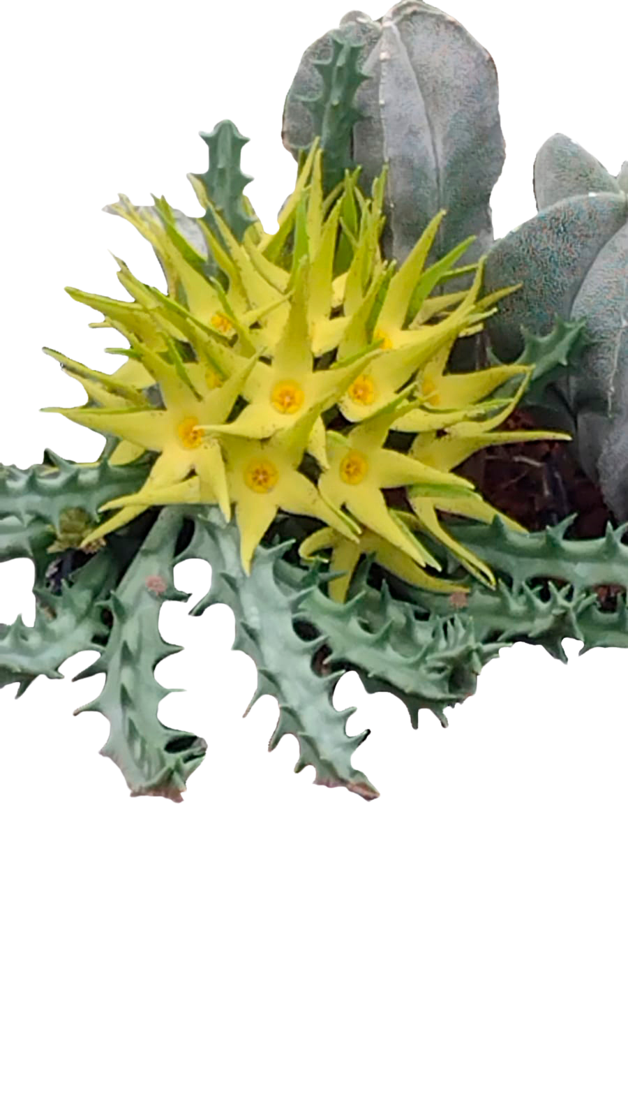Cactus exótico Orbea lutea var. lutea (2 pulgadas)