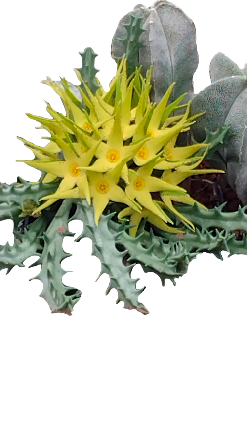 (Copia) Cactus exótico Orbea lutea var. lutea (2" pulgadas)