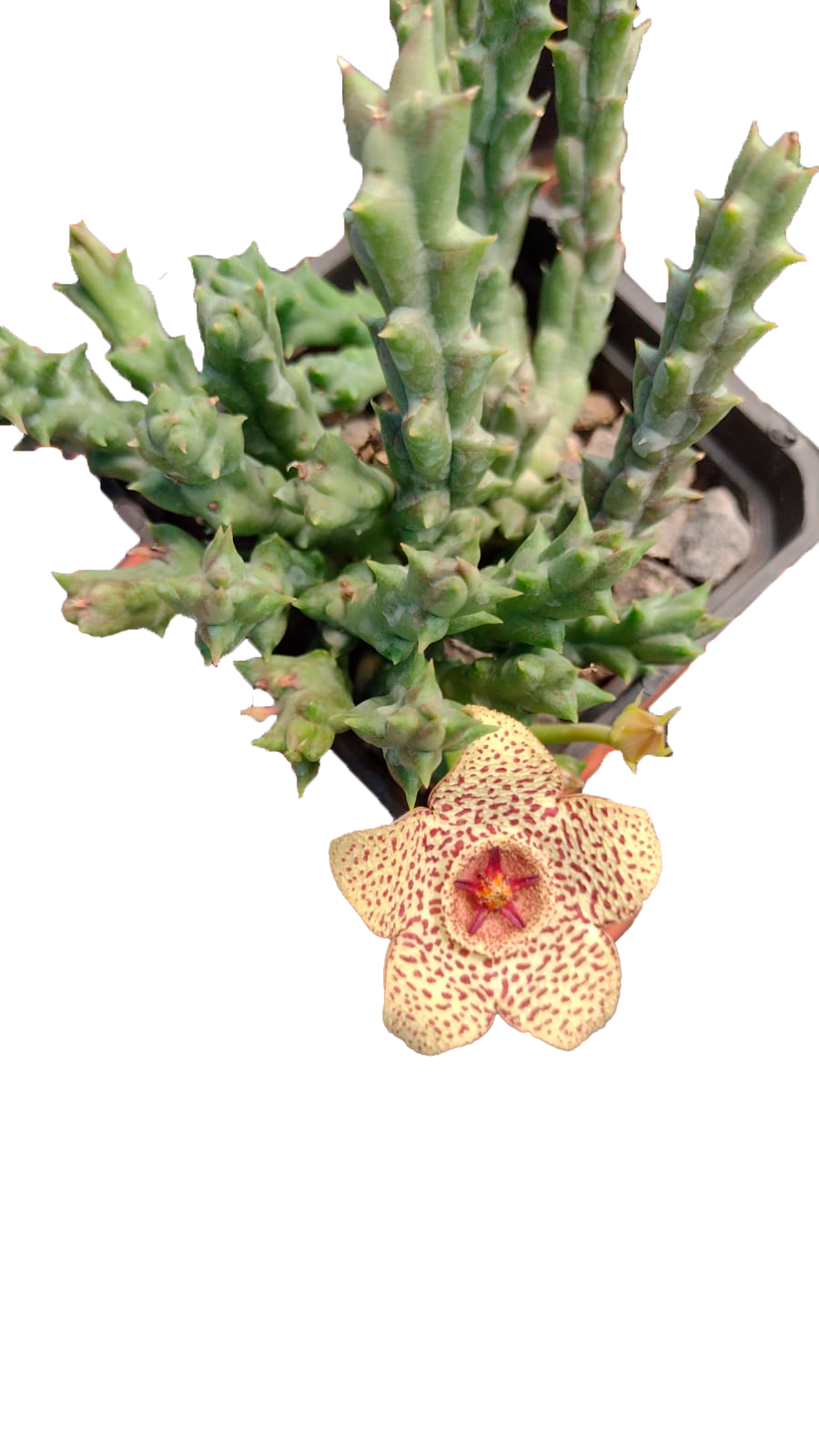 Cactus exótico Orbea pulchela (2 pulgadas)
