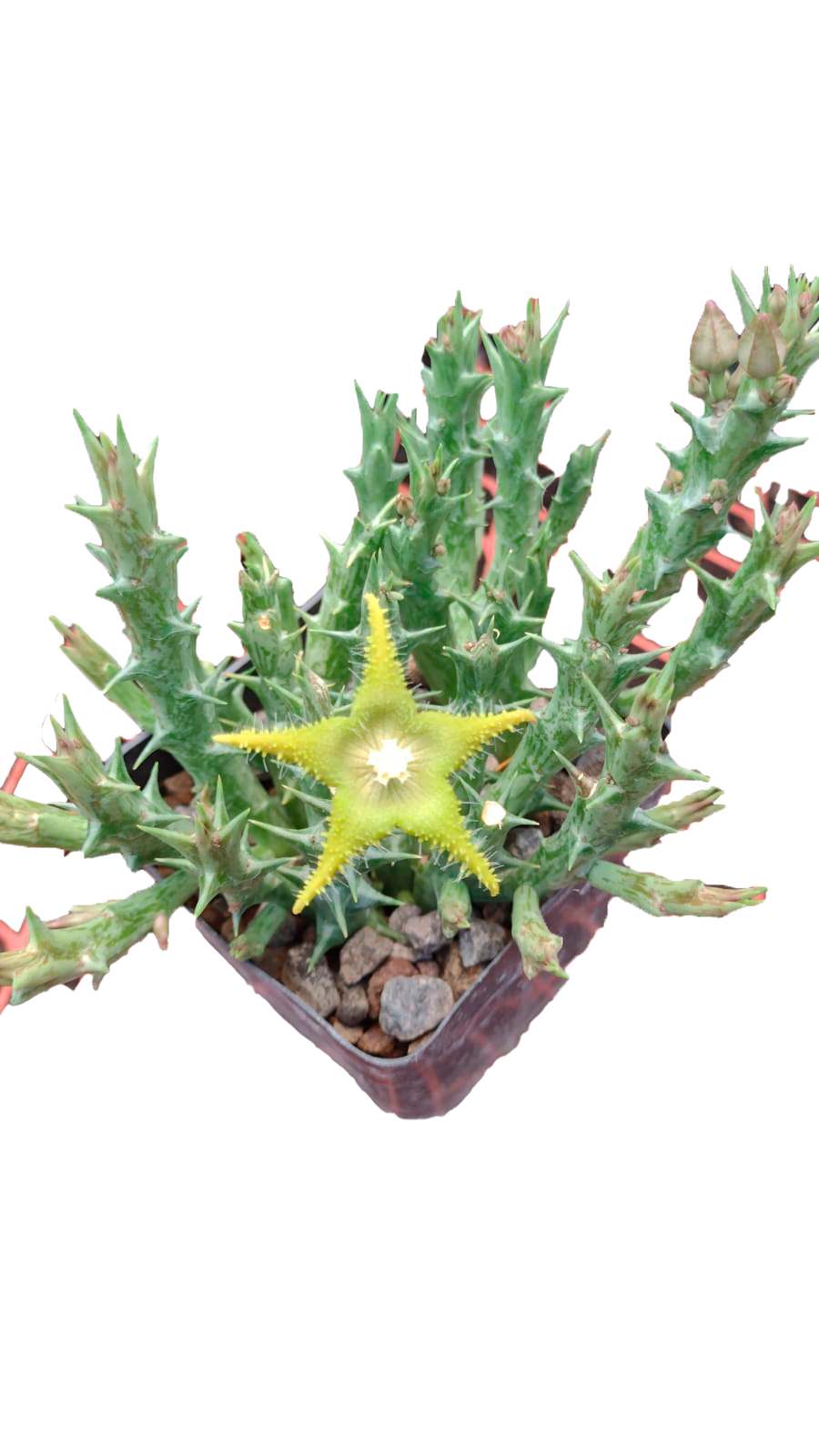 Cactus exótico Orbea dumery (2 pulgadas)