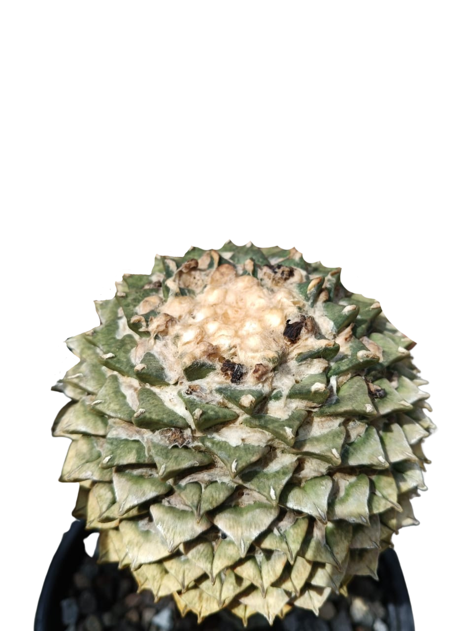 Cactus exótico Ariocarpus kotschoubeyanus (2 pulgadas)