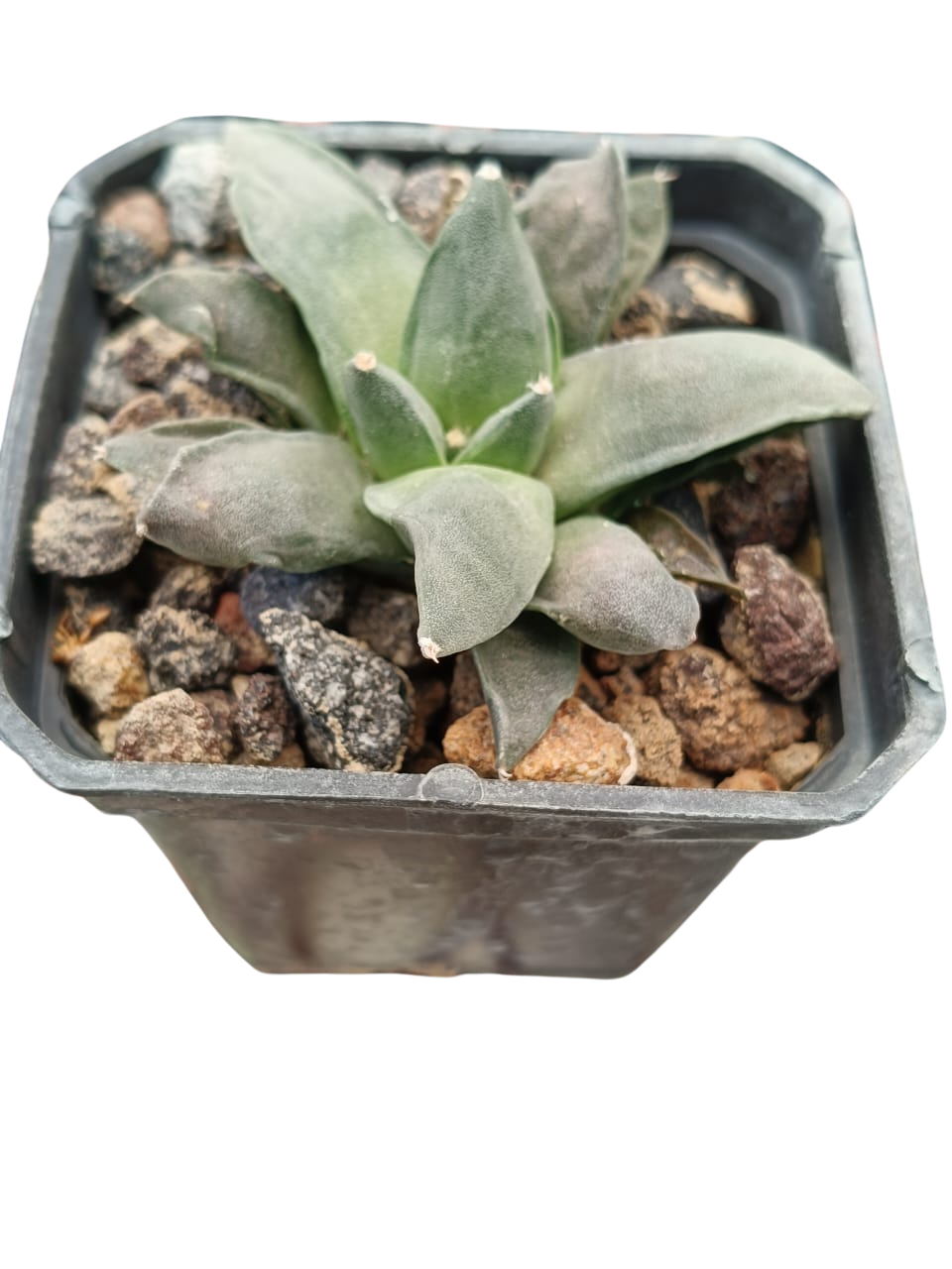 Cactus exótico Ariocarpus retusus (2 pulgadas)