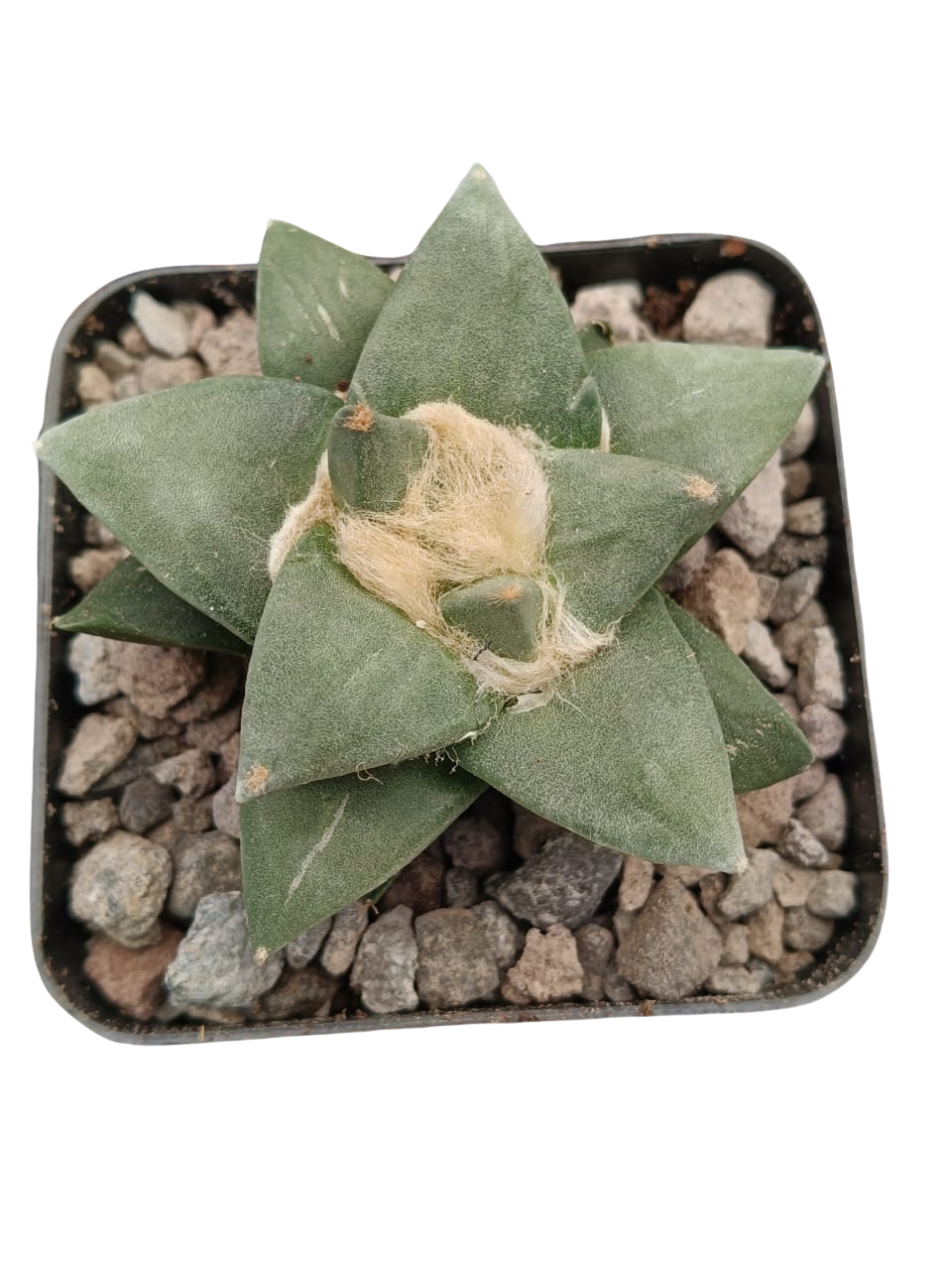 Cactus exótico Ariocarpus retusus (4 pulgadas)