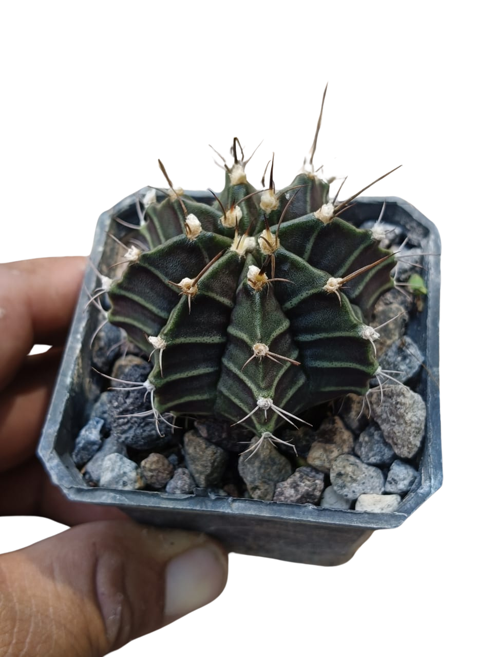 Cactus exótico Gymnocalcium mijanobichi (2 pulgadas)