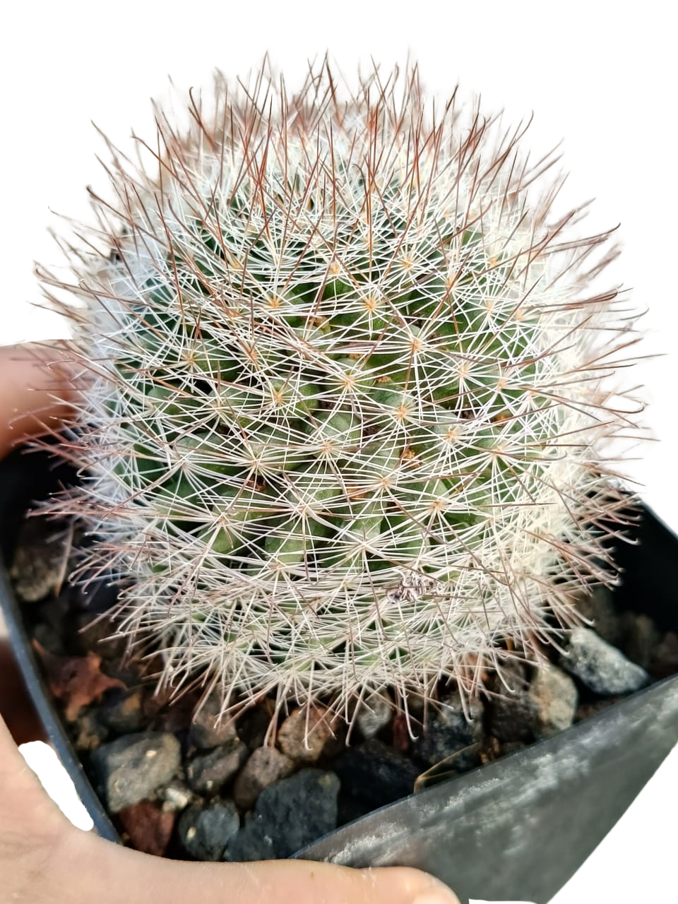 Cactus exótico Mammillaria zeilmaniana (4 pulgadas)