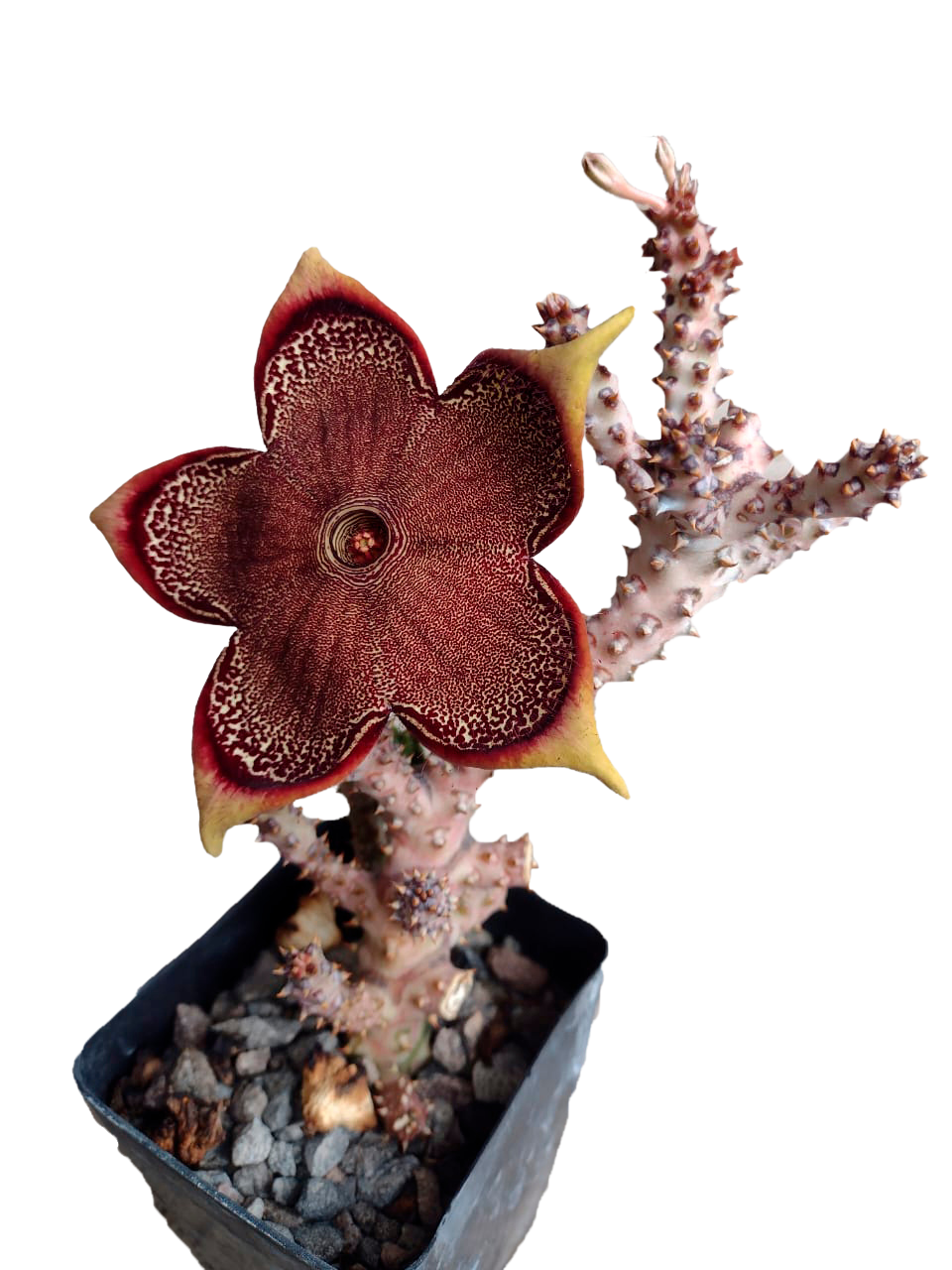 Cactus exótico Edithcolea grandis (2 pulgadas)