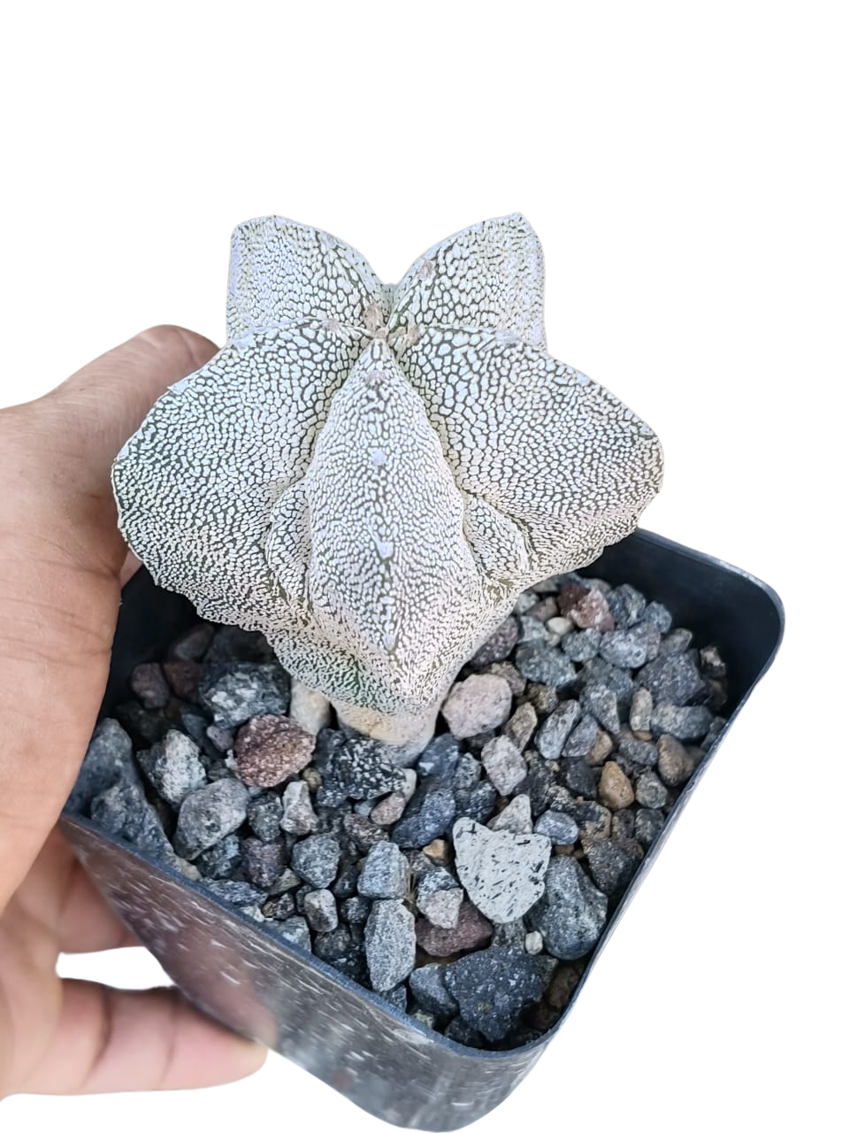 Cactus exótico Astrophytum myriostigma variedad Onzuka (4 pulgadas)