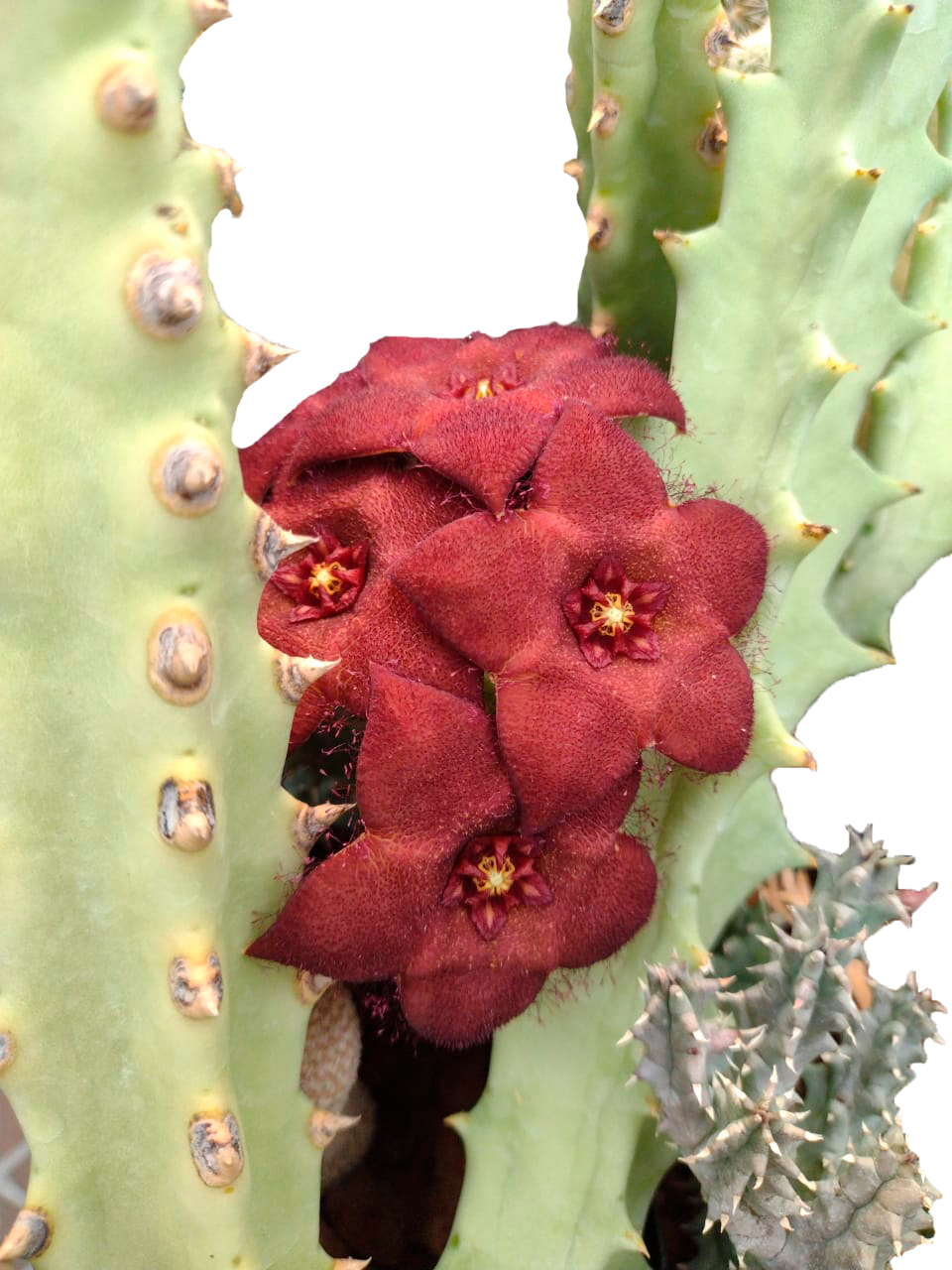 Cactus exótico Orbea melanantha (2 pulgadas)