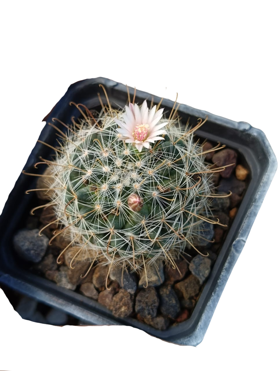 Cactus exótico Mammillaria zeilmaniana (2 pulgadas)