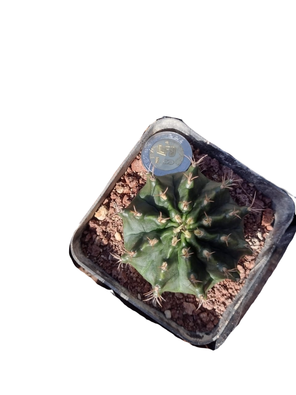 Cactus exótico Gymnocalcium mijanobichi (4 pulgadas)