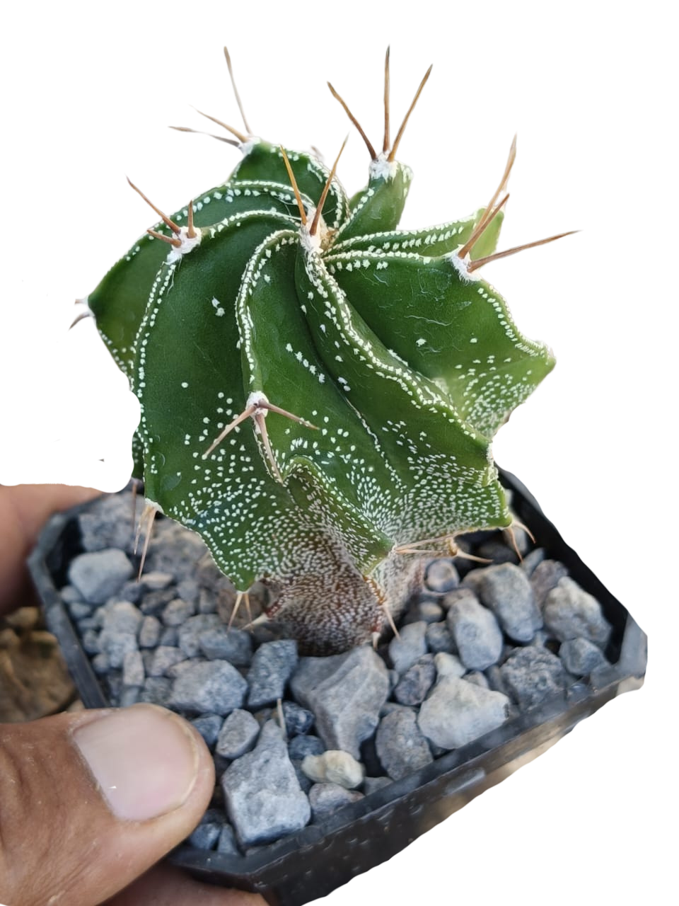 Cactus exótico Astrophytum ornatum (2 pulgadas)