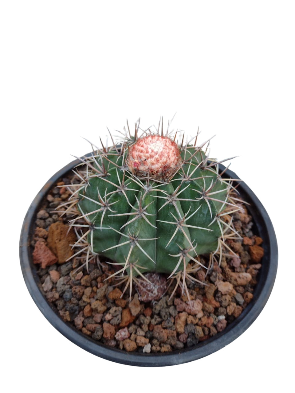 Cactus exótico Melocactus matanzanus