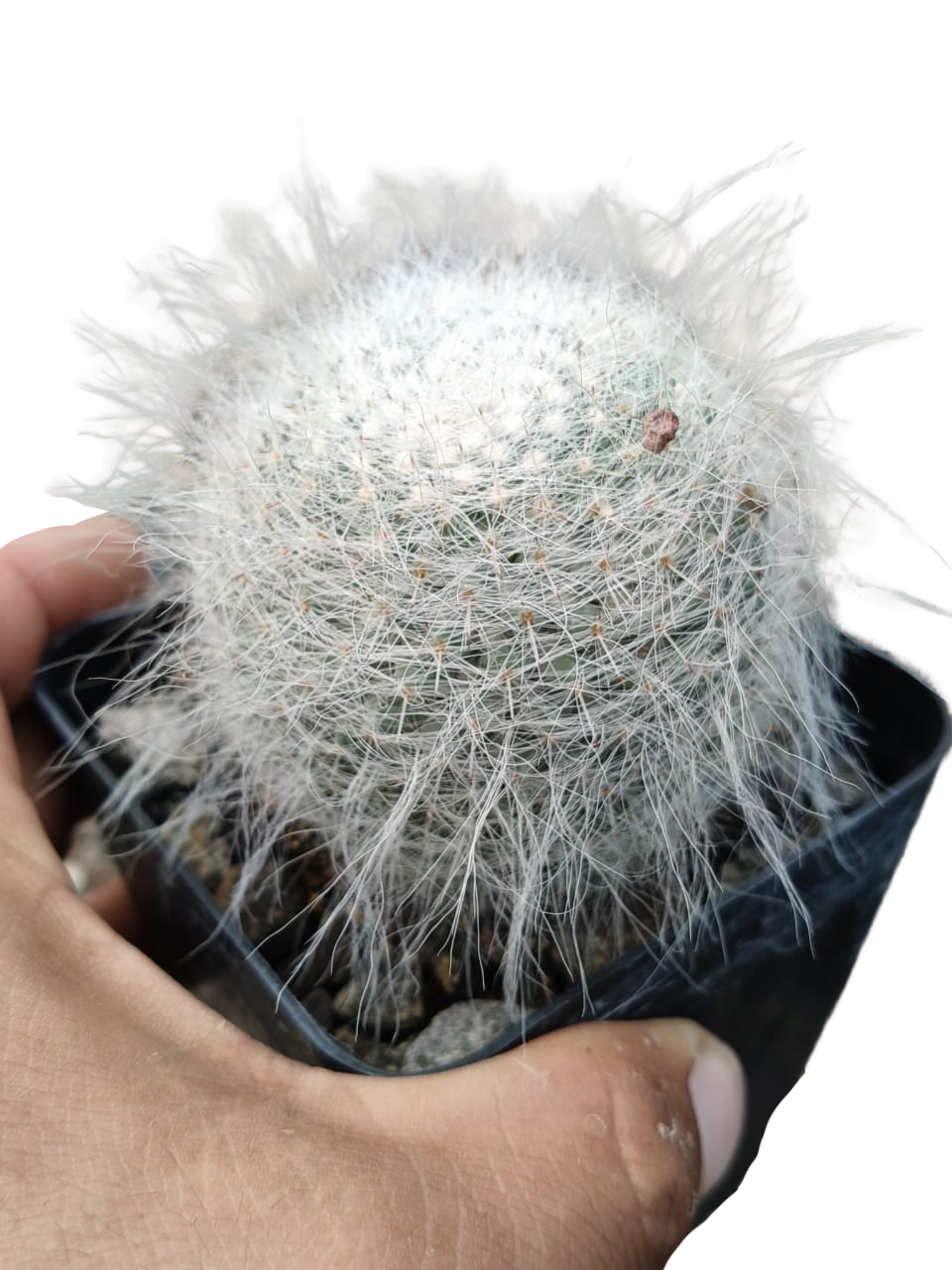 Cactus exótico Mammillaria haniana (4 pulgadas)
