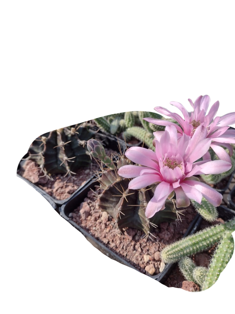 Cactus exótico Gymnocalcium mihanobichi (2 pulgadas)