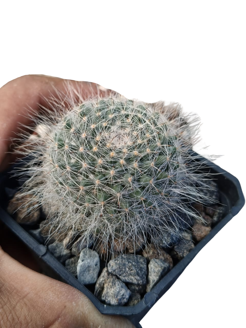 Cactus exótico Mammillaria haniana (2 pulgadas)