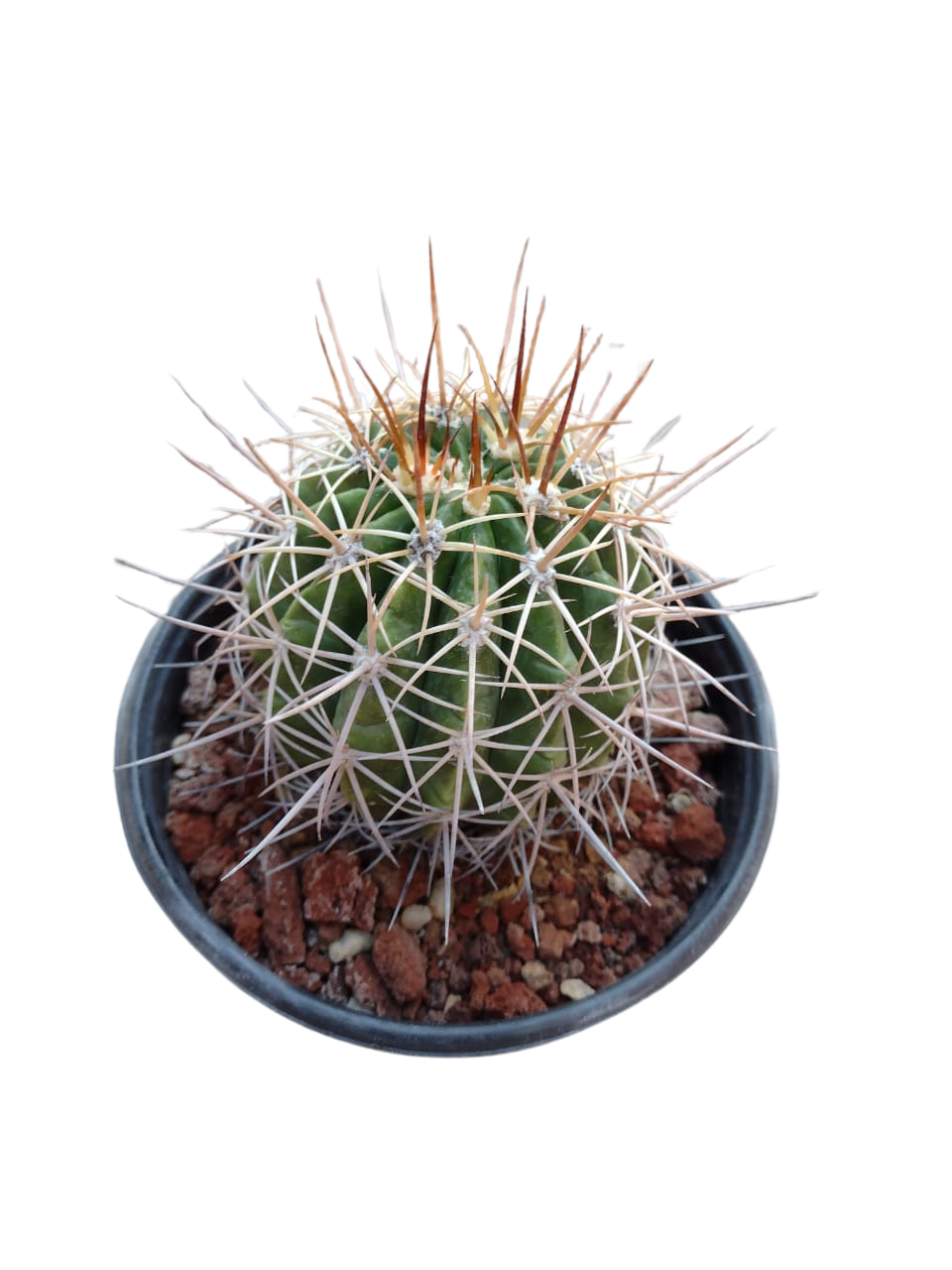 Cactus exótico Melocactus guitartii