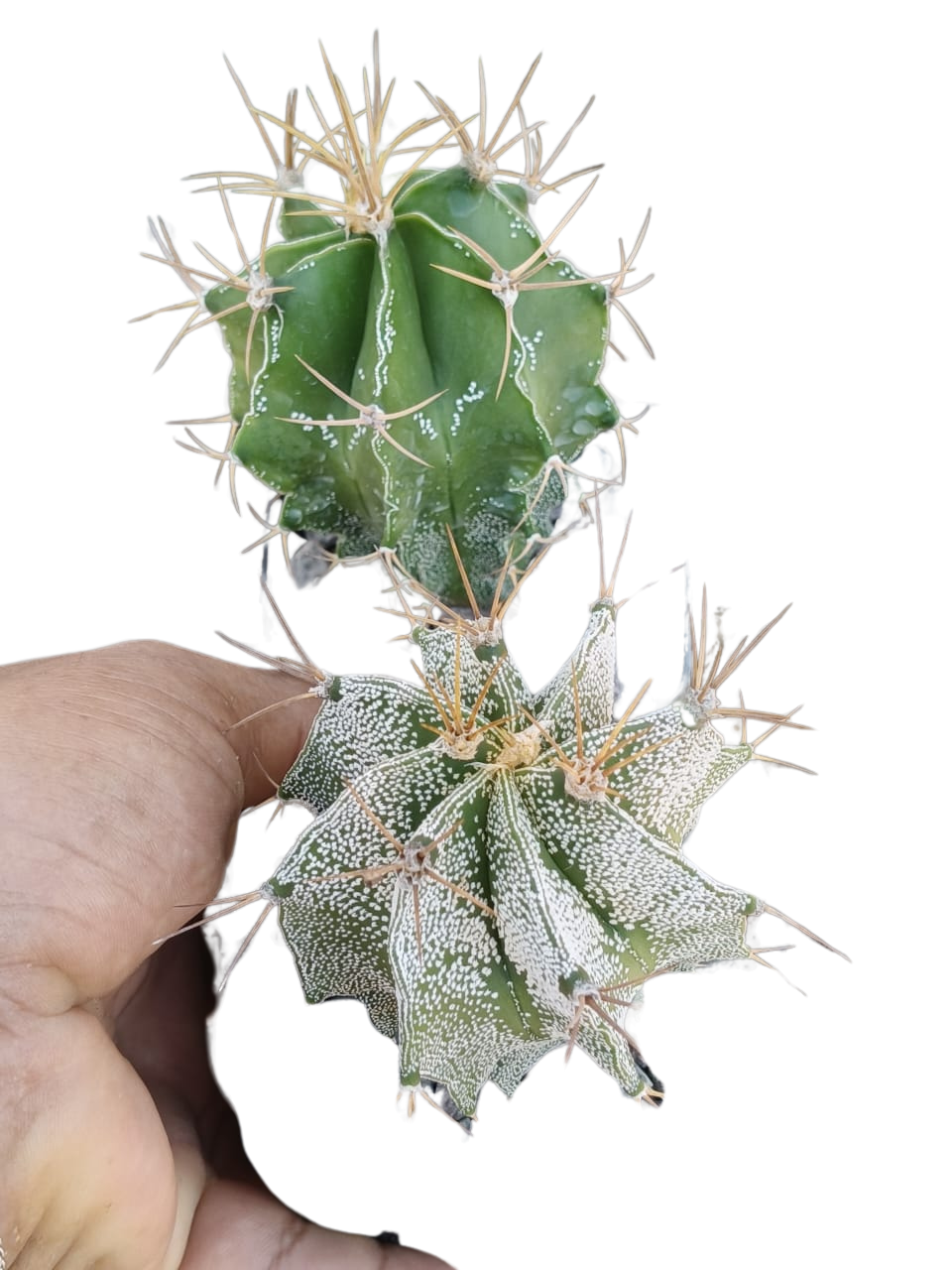 Cactus exótico Astrophytum ornatum (4 pulgadas)