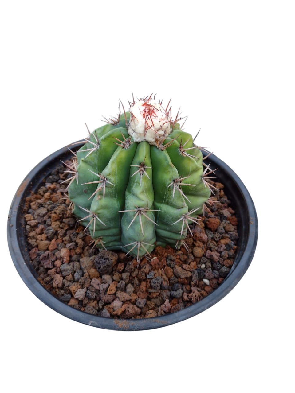 Cactus exótico Melocactus dauzoni