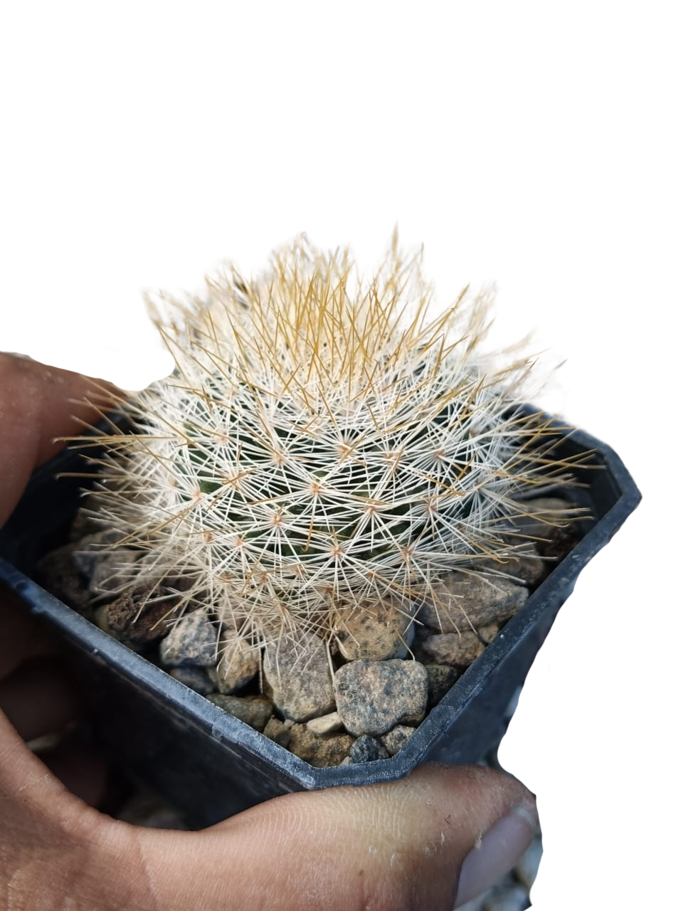 Cactus exótico Mammillaria marcosi (2 pulgadas)