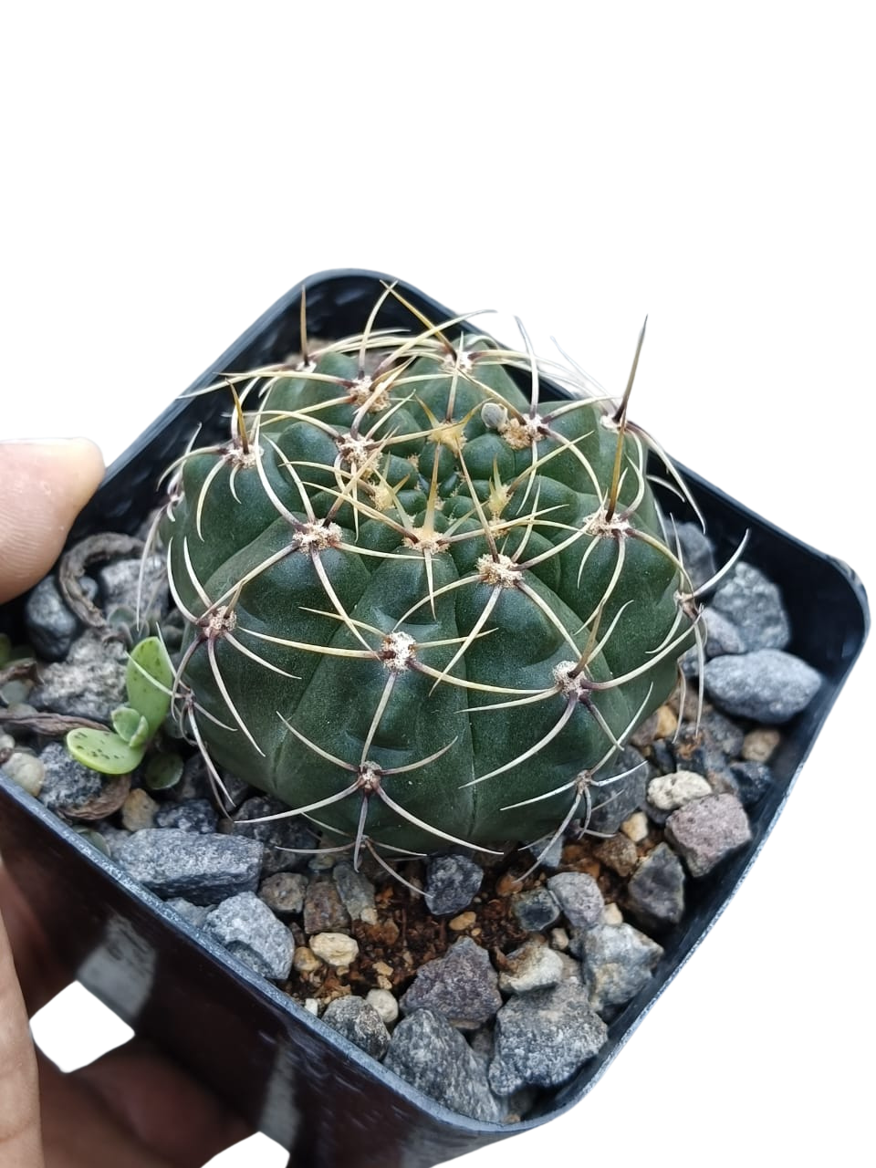 Cactus exótico Gymnocalcium baldianum (4 pulgadas)