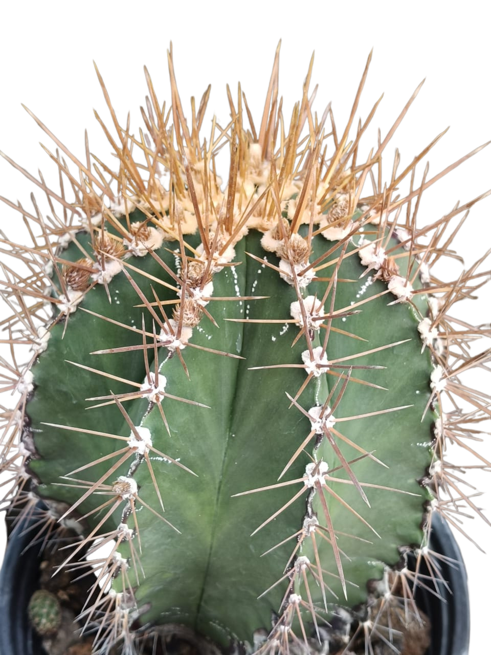 Cactus exótico Astrophytum ornatum (4 pulgadas)