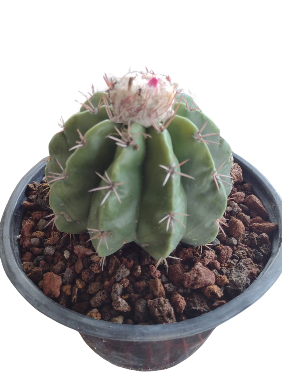 Cactus exótico Melocactus