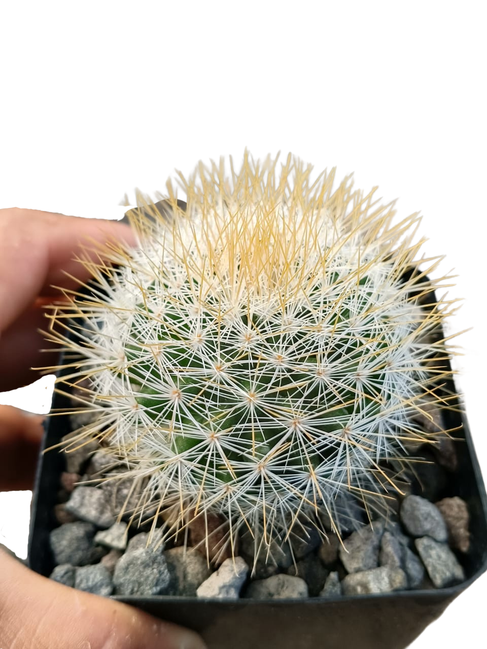 Cactus exótico Mammillaria marcosi (4 pulgadas)