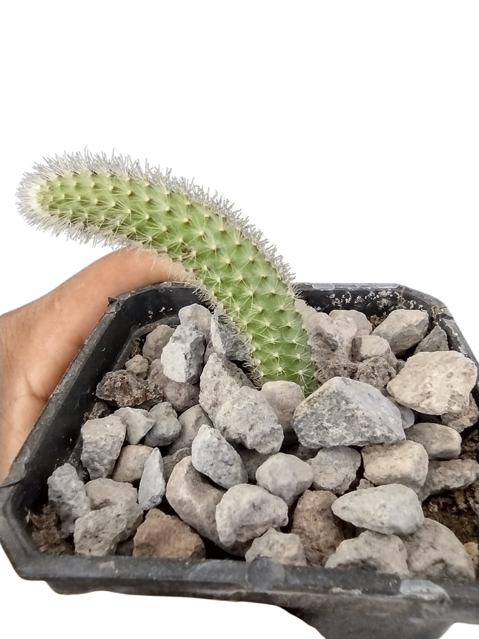 Cactus exótico Cola de mono (colgante) (2 pulgadas)