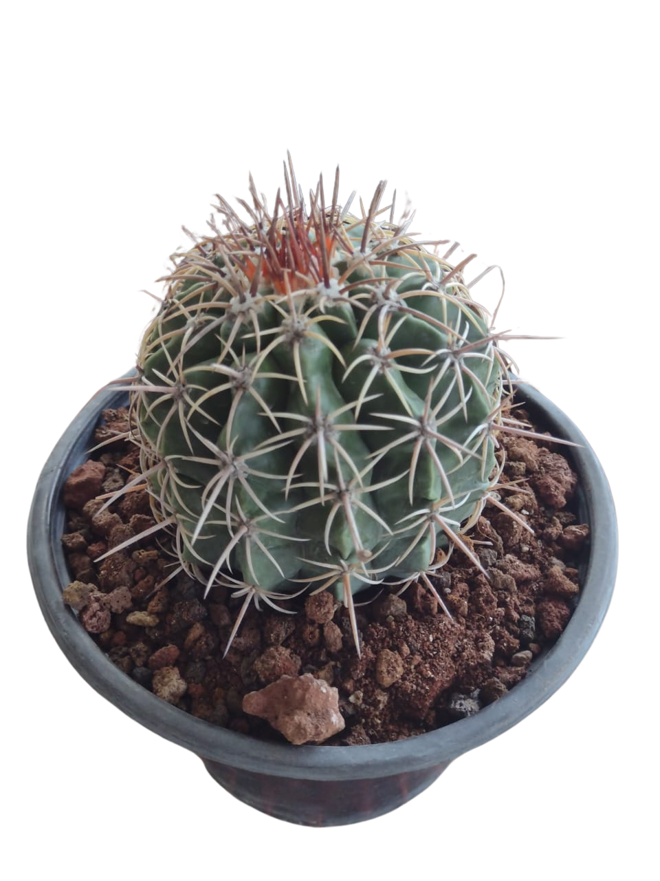 Cactus exótico Melocactus curvispinus