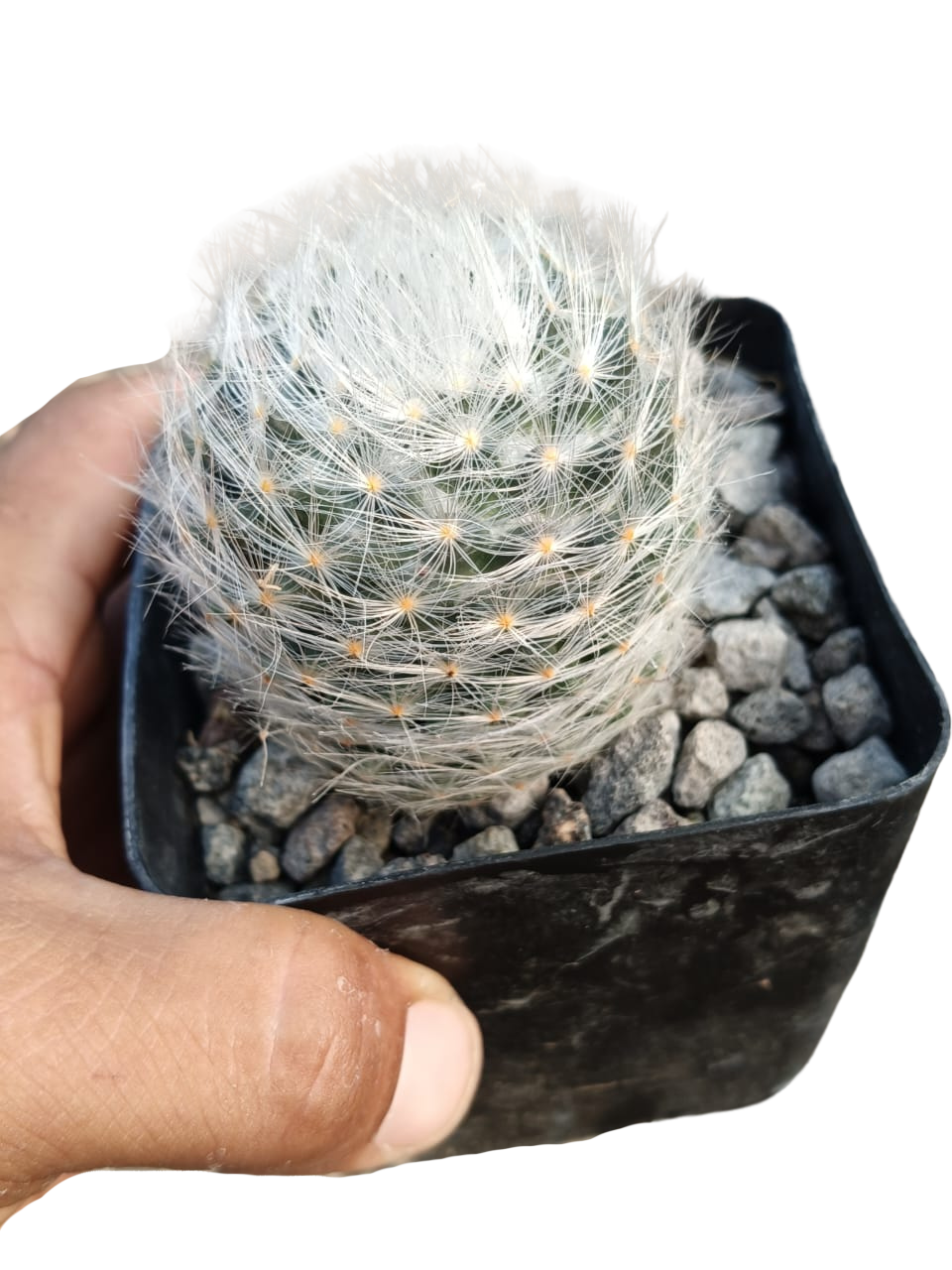 Cactus exótico Mammillaria aureilanata (4 pulgadas)