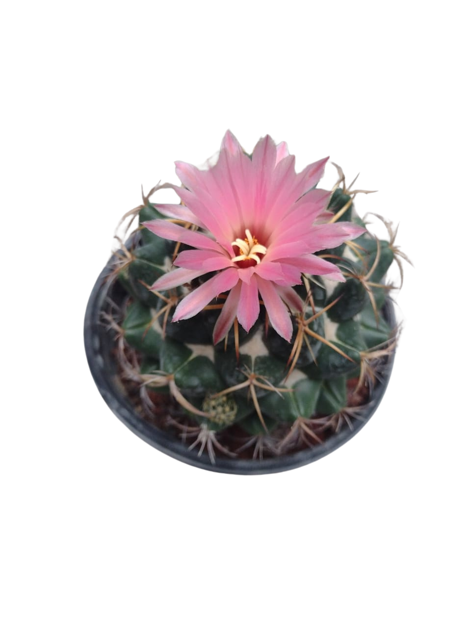 Cactus exótico Coryphantha elephantidens flor rosa (4 pulgadas)