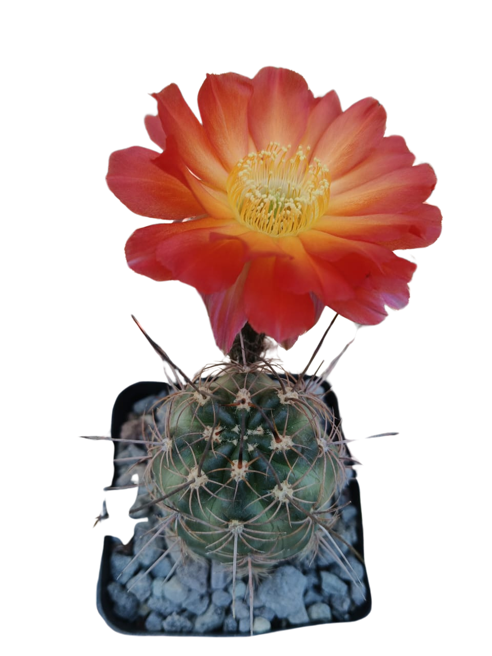 Cactus exótico Lobivia haemanthantha hualfinendis (2 pulgadas)