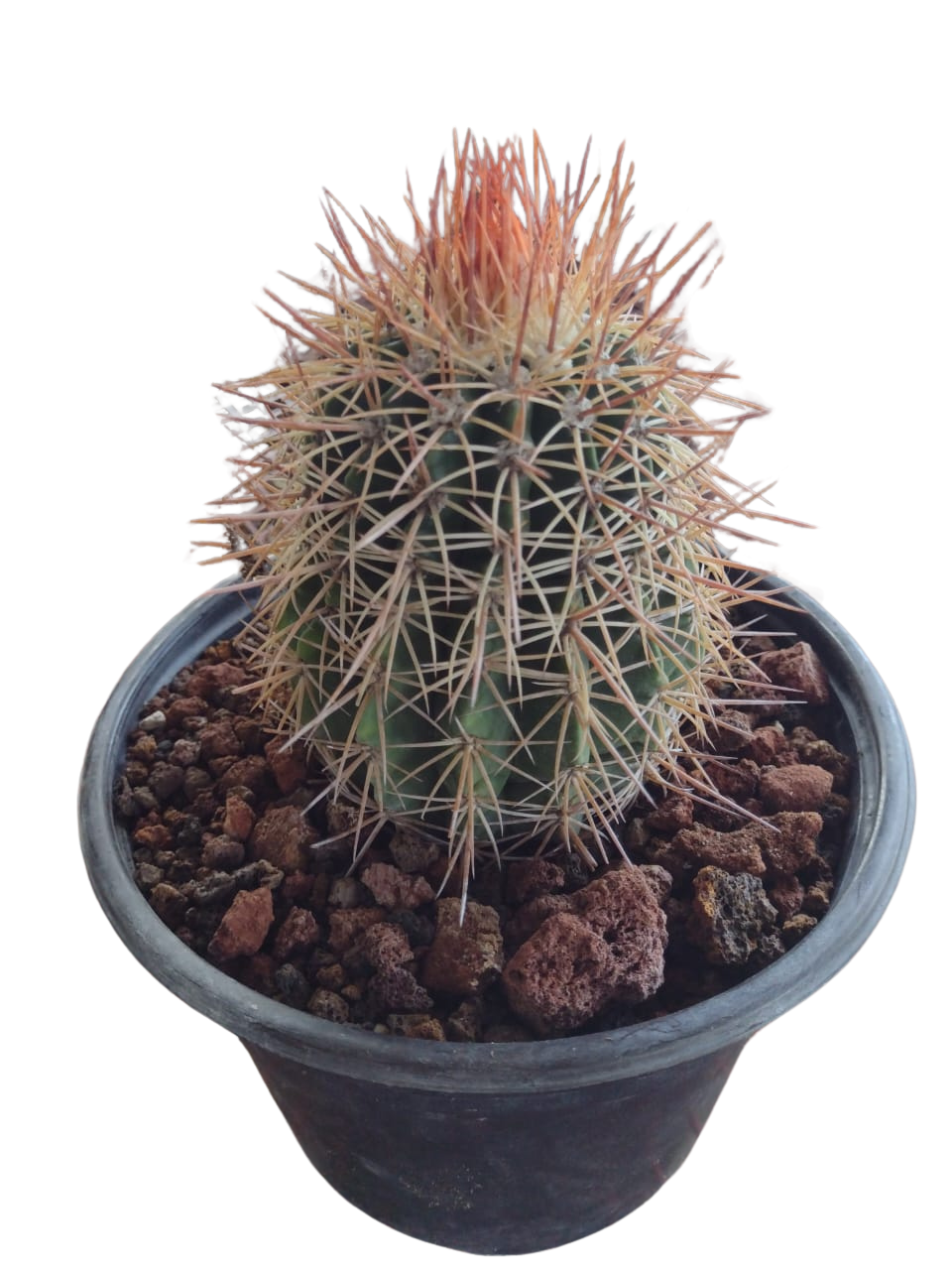 Cactus exótico Melocactus sp