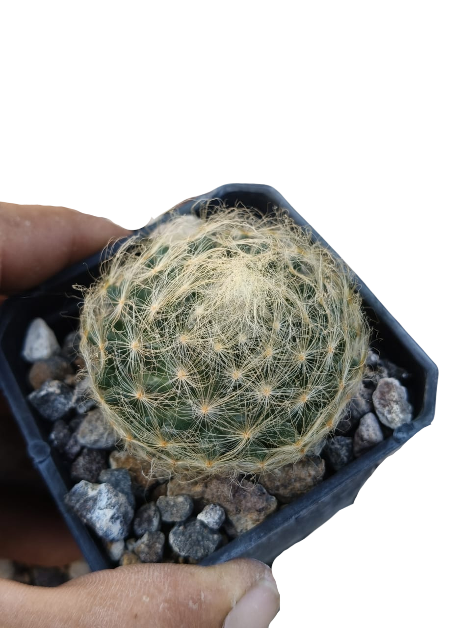 Cactus exótico Mammillaria aureleanatha (2 pulgadas)