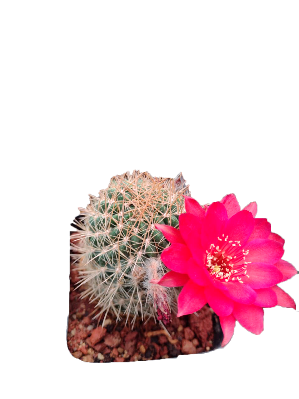 Cactus exótico Lobivia mix de semilla (4 pulgadas)