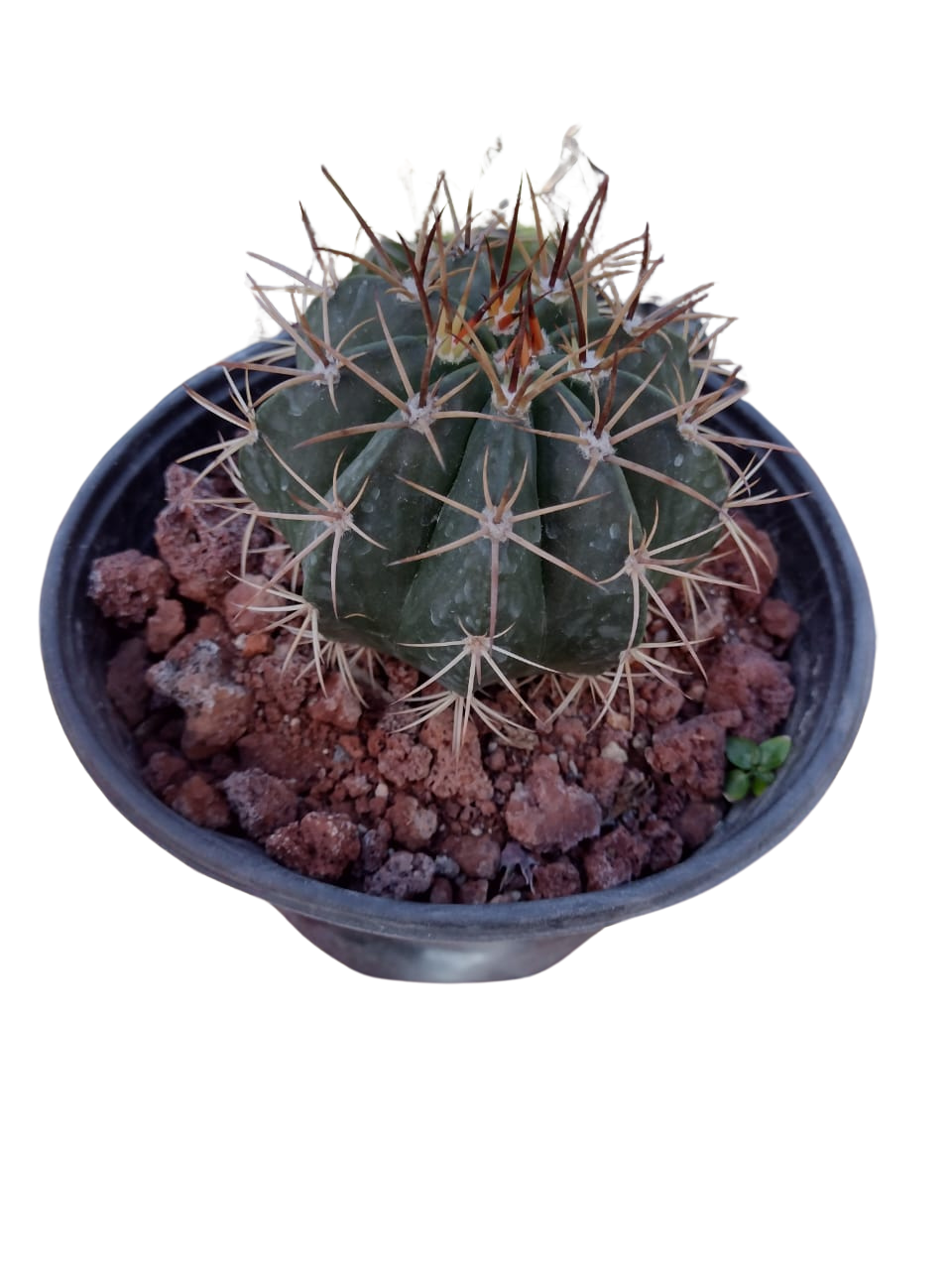 Cactus exótico Melocactus bayens