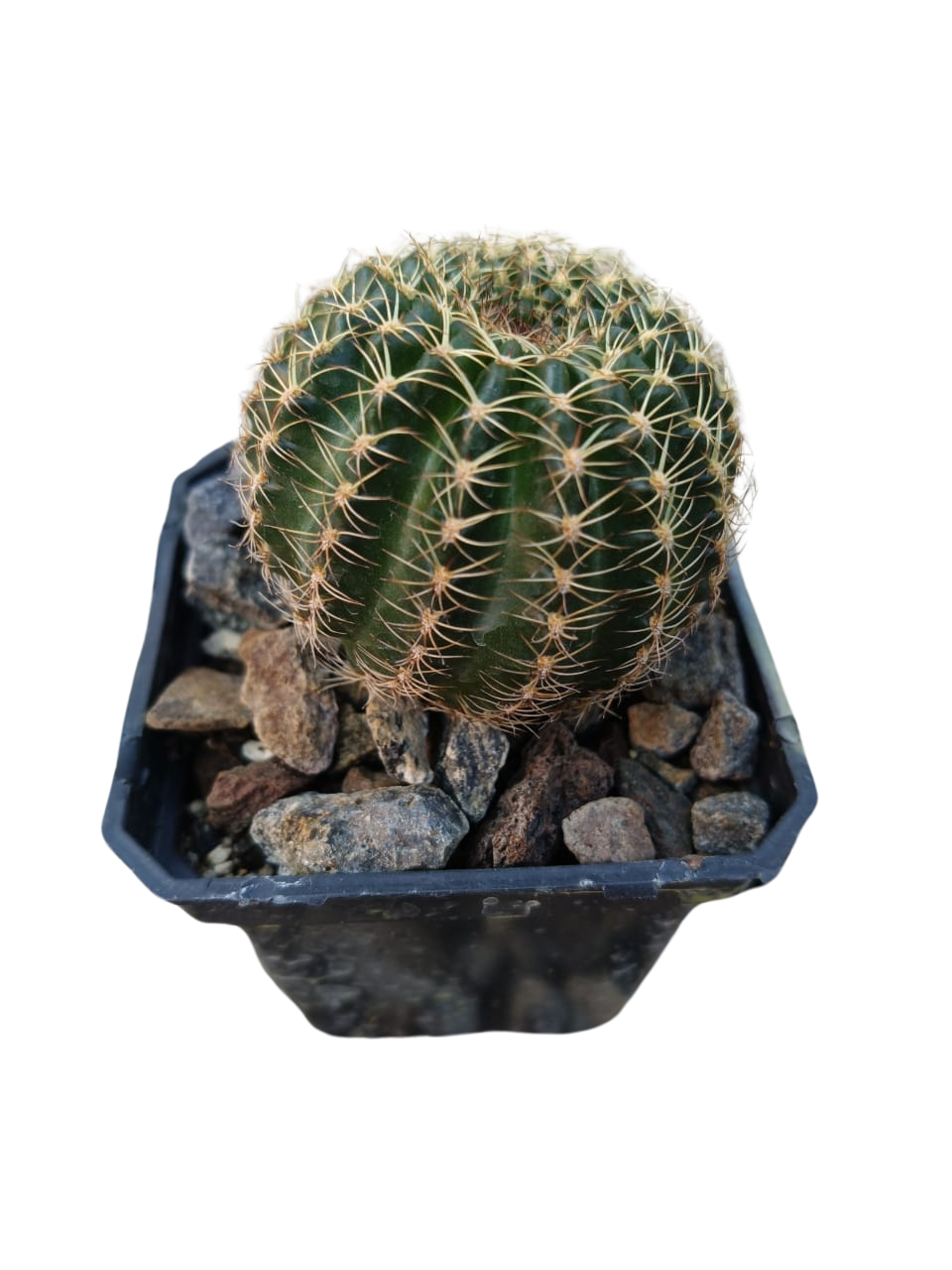 Cactus exótico Lobivia aragnacantha flor roja (2 pulgadas)