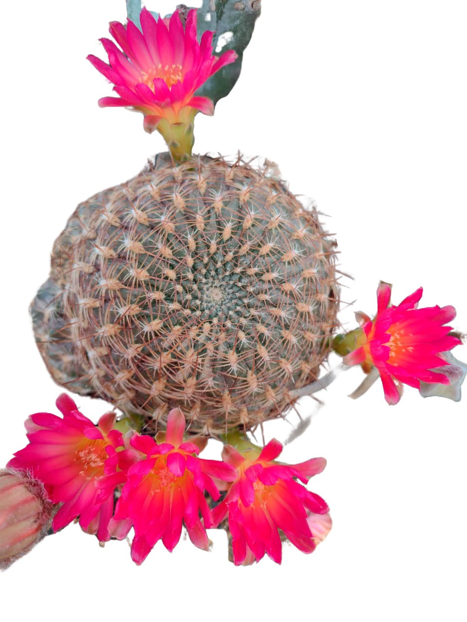 Cactus exótico Sulcorebutia arenaceas flor rosa (2 pulgadas)