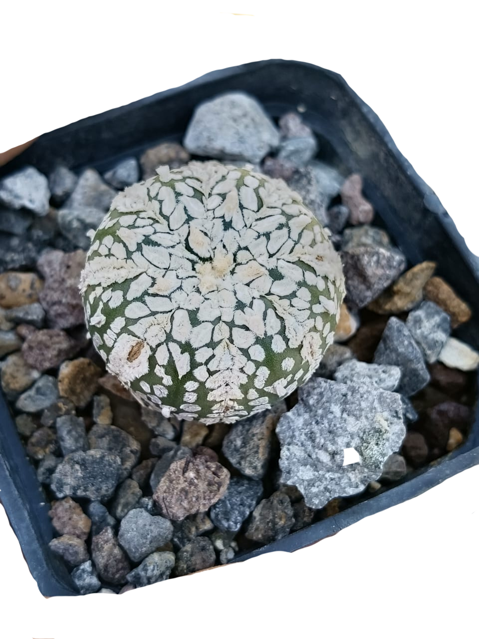 Cactus exótico Astrophytum asterias variedad Superkabuto (2 pulgadas)