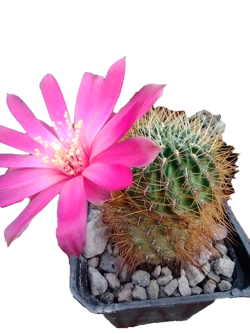 Cactus exótico Sulcorebutia mentosa sp (2 pulgadas)