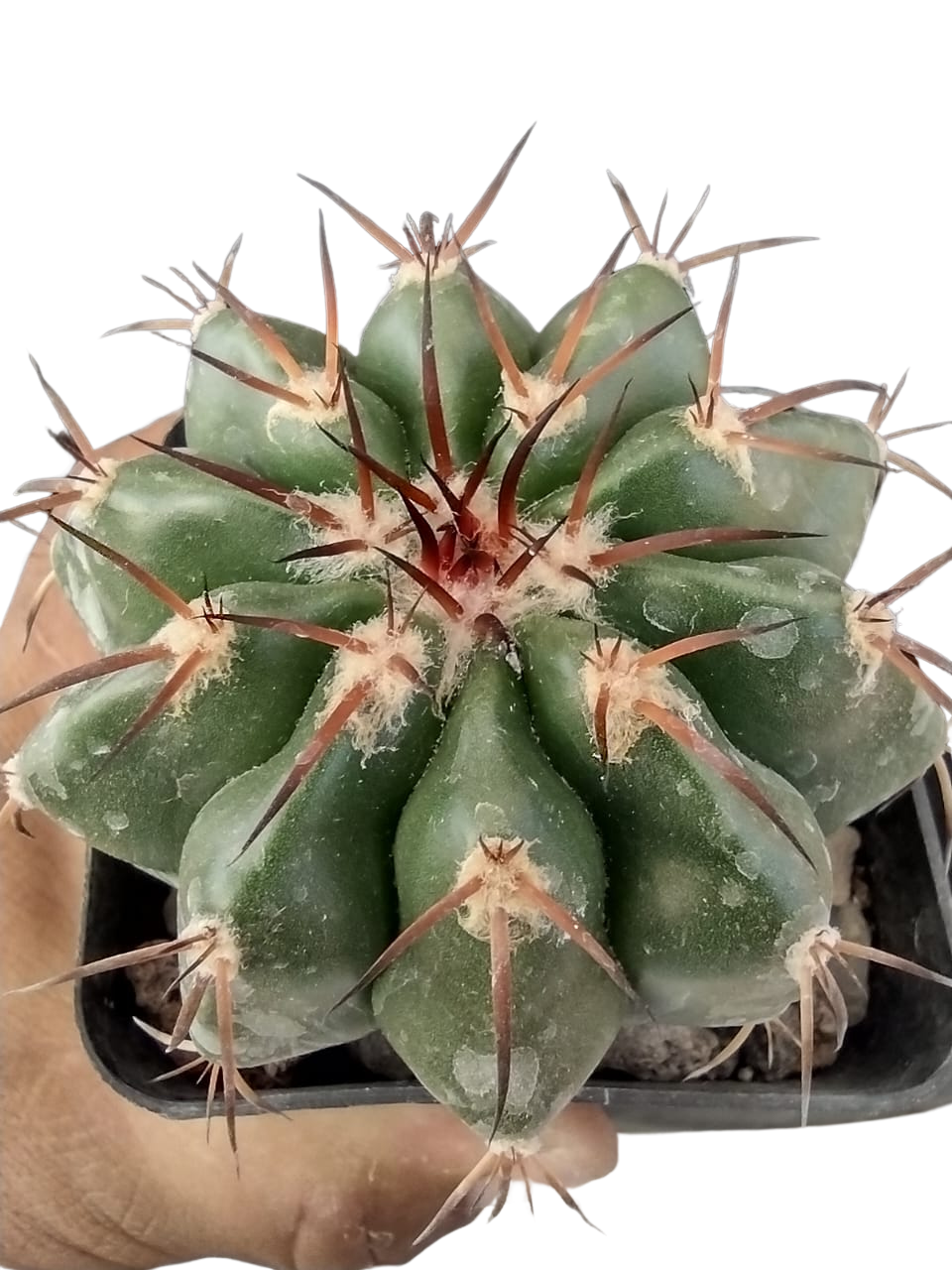 Cactus exótico Discocactus kristallofilus (2 pulgadas)